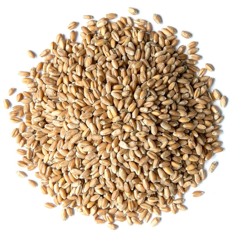 Food to Live Hard Red Wheat Berries, 1 Pound –