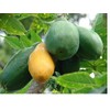 Hawaiian Papaya Fruit Seeds ~ Grow Hawaii