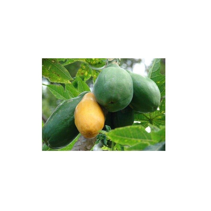 Hawaiian Papaya Fruit Seeds ~ Grow Hawaii