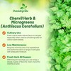 Outsidepride Chervil Herb & Microgreens Seeds - 10000 Pcs. Annual,
