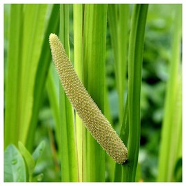 Everwilde Farms - 1/4 Lb Sweet Flag Native Wildflower Seeds - Gold Vault