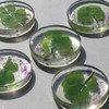 KIN-HEBI Real Four Leaf Clover Good Luck Pocket Token, Preserved,