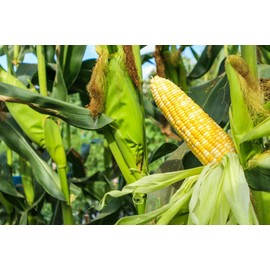 Serendipity Bi-Color TripleSweet Corn, 100+ Seeds Per Packet, (Isla's Garden Seeds), Non GMO Seeds, Botanical Name: Zea mays, Packaged for 2024 Growing Season, Great Home Garden Gift