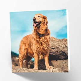 Maturi Golden Retriever Dog Photographic Blank Birthday Greetings Card, 6” x 6” Square