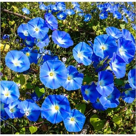 Blue Petunia Seeds for Planting - Heirloom Vine Seeds, High Germination Rate Open Pollinated Seeds - 250 Seeds