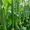 Fresh 30+ Premium Luffa Gourd Seeds 丝瓜籽 New Extra Long