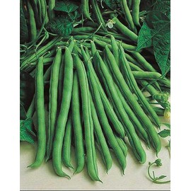 T & T Emerite Pole Bean Seeds - French Filet Style, Sweet Flavor, Ideal for Vertical Gardening, Non-GMO, Organic (250 Grams)