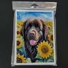 Caroline's Treasures Newfoundland in Sunflowers Greeting Cards Pack of 8