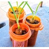 Unbranded Pic 1-Albuca Bracteate Pregnant Onion Plant 1/2" Bulb😱OMG😱TMI @@PICS-17-21😱
