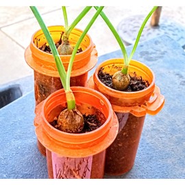 Unbranded Pic 1-Albuca Bracteate Pregnant Onion Plant 1/2" Bulb😱OMG😱TMI @@PICS-17-21😱