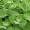 Rare Mentha Rotundifolia similair to Apple Mint Bowles Mint Fuzzy
