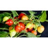 Simpson Greenhouse Biquinho Peppers Heirloom