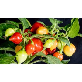 Simpson Greenhouse Biquinho Peppers Heirloom