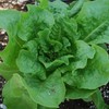 Bonnie Plants Buttercrunch Lettuce 19.3 oz. 4-pack