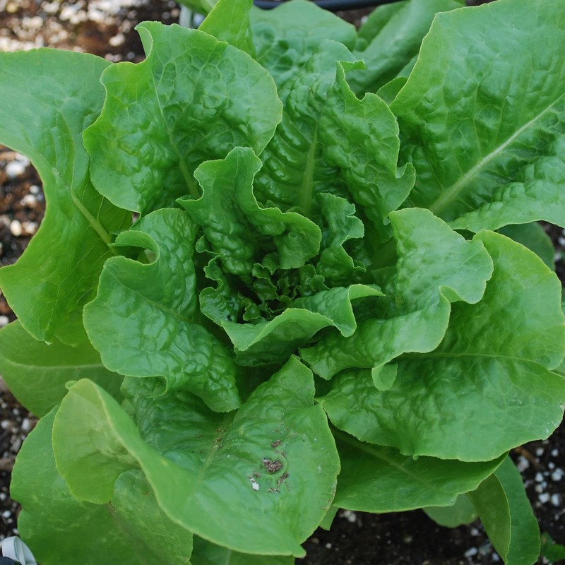 Bonnie Plants Buttercrunch Lettuce 19.3 oz. 4-pack