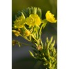 Health Embassy Evening Primrose Seeds (Oenothera Biennis) (100g)