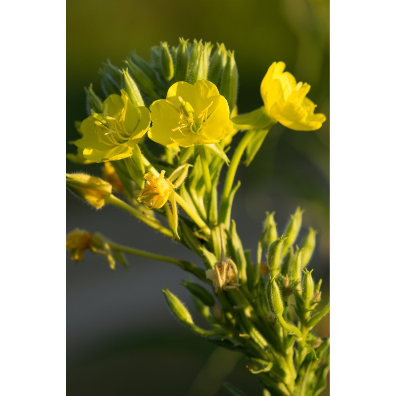 Health Embassy Evening Primrose Seeds (Oenothera Biennis) (100g)