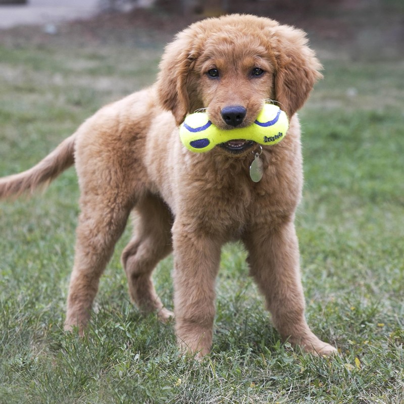 KONG Squeaker Dumbbell Large