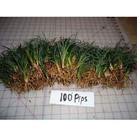 New and Healthy DWARF MONDO GRASS 100 PIPS EVERGREEN GROUND COVER ROCK GARDEN BORDER NANA VARIETY