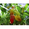 CEMEHA SEEDS - Seeds White-Red Sweet Bell Pepper Belozerka Non