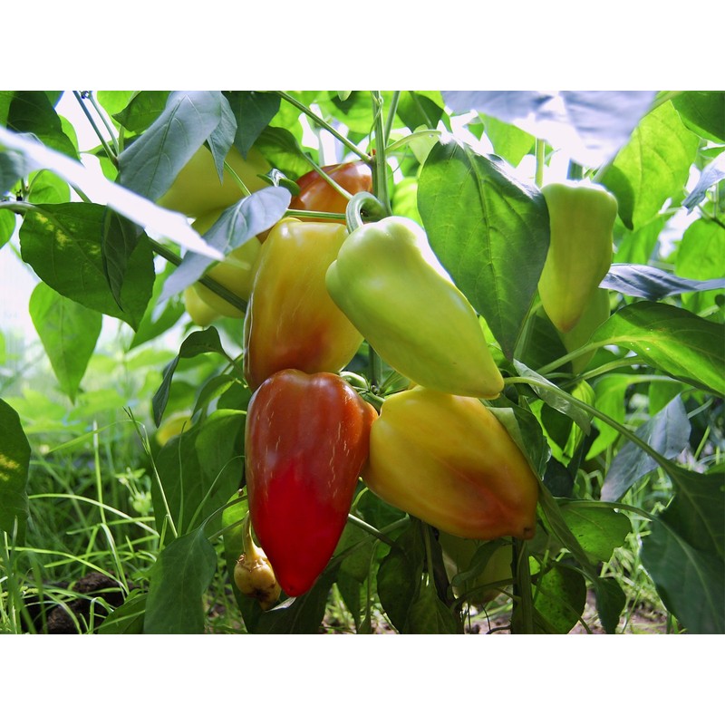 CEMEHA SEEDS - Seeds White-Red Sweet Bell Pepper Belozerka Non