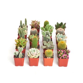 Shop Succulents Premium Live Mini Cactus and Succulent Plants in 2" Pots, Easy Care Indoor or Outdoor Gardening, Terrariums, Favors, & Contemporary Spaces with Hardy, Resilient Varieties, Pack of 32