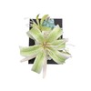 Real Shell/Starfish Hair Clips Vacation Artificial Tropical Flower Hair Pins