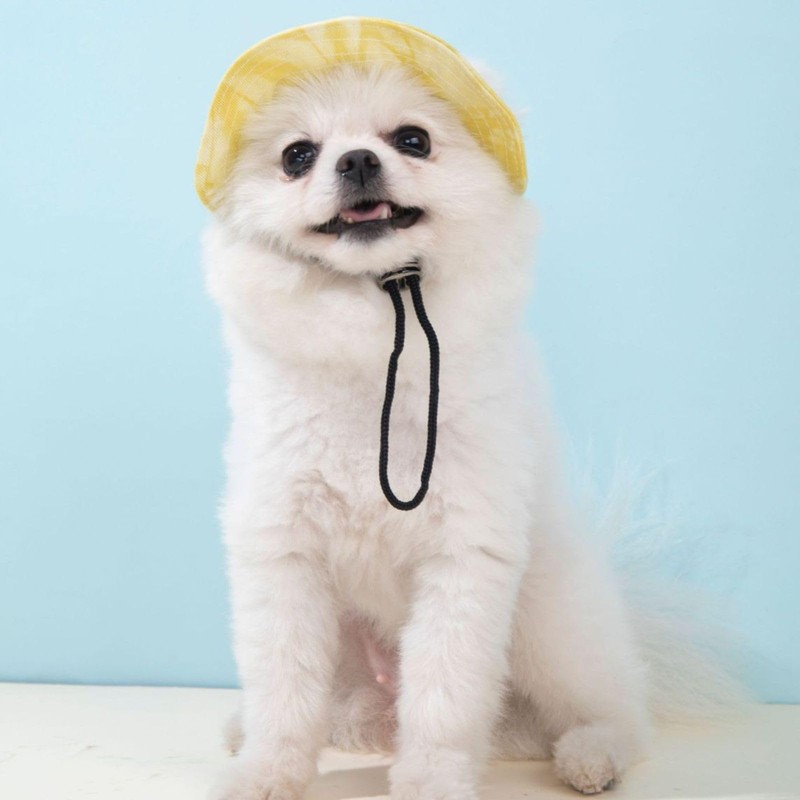 Leap Raupe Dog Hat, Ears, Summer, Pets, Clothes, Cats, Small