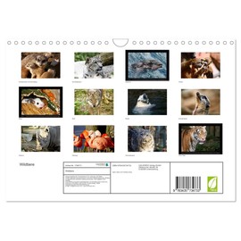 Wildtiere (Wandkalender 2025 DIN A4 quer), CALVENDO Monatskalender [Calendar] Katrin Zeller und Christian Kiedy