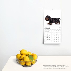 Dachshund Puppies | 2024 7 x 14 Inch Monthly Mini Wall Calendar | BrownTrout | Animals Dog Breeds Puppy