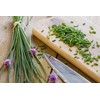 SAFLAX - Organic - Chives - 250 Seeds - Allium