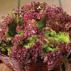 Seeds4planting - Seeds Lollo Rosso Lettuce Indoor Leaf for Salad Heirloom Vegetable Non GMO for Planting