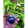 Seeds Purple Physalis Vegetable Heirloom for Planting Non GMO
