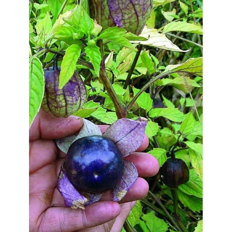 Seeds Purple Physalis Vegetable Heirloom for Planting Non GMO