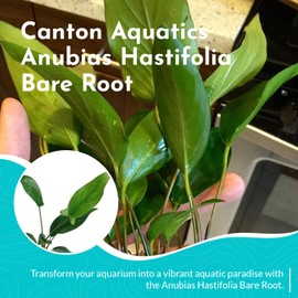 CANTON AQUATICS Anubias Hastifolia Bare Root - Hardy Freshwater Aquatic Plant - Create a Safe & Natural Environment for Your Aquarium Pets - Adds Natural & Stunning Beauty - Small