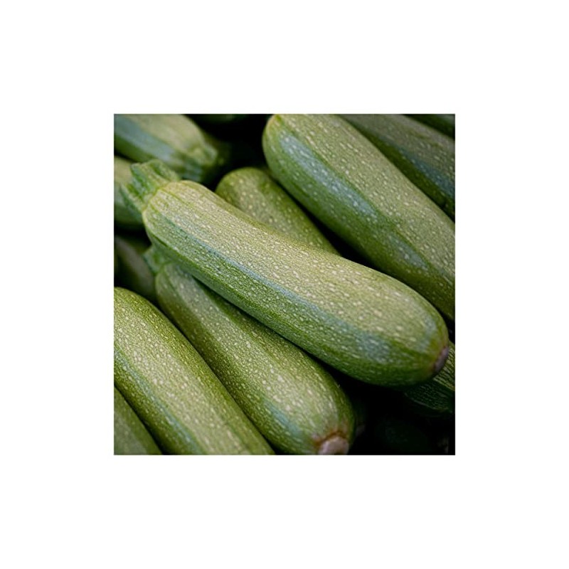 Everwilde Farms - 1 Oz Gray Zucchini Summer Squash Seeds