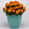 Outsidepride Zinnia Zahara Double Bright Orange Flower Seeds - 50