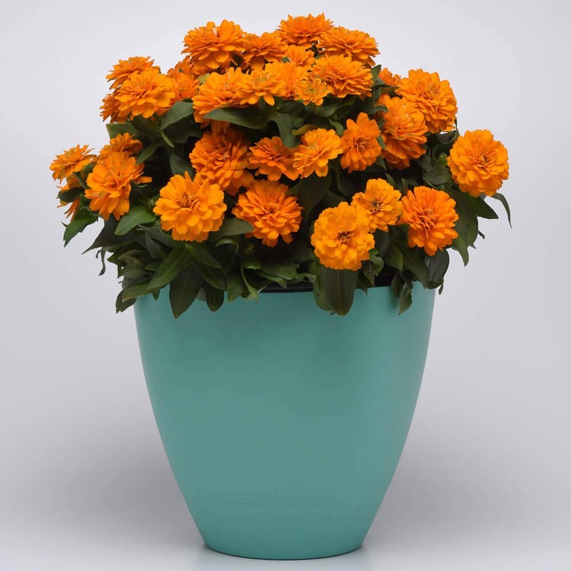 Outsidepride Zinnia Zahara Double Bright Orange Flower Seeds - 50