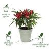 Elho Green Basics Growpot 21 - Growpot - Mild Terra