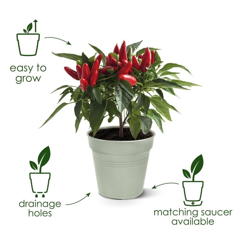 Elho Green Basics Growpot 21 - Growpot - Mild Terra