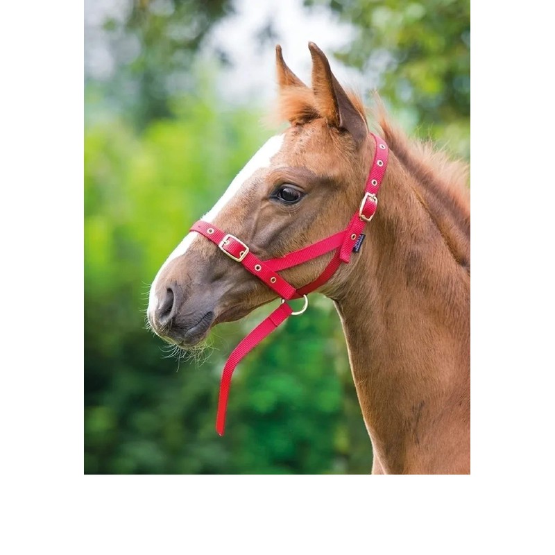 Shires Nylon Foal Slip: Navy Blue
