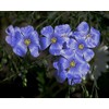 Flax Blue Nice Garden Flower by Seed Kingdom 6,000 Seeds