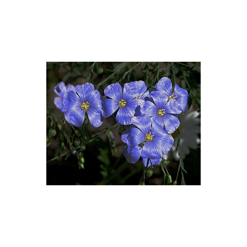 Flax Blue Nice Garden Flower by Seed Kingdom 6,000 Seeds
