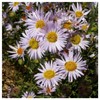 Everwilde Farms - 2000 Bigelow's Aster Native Wildflower Seeds -