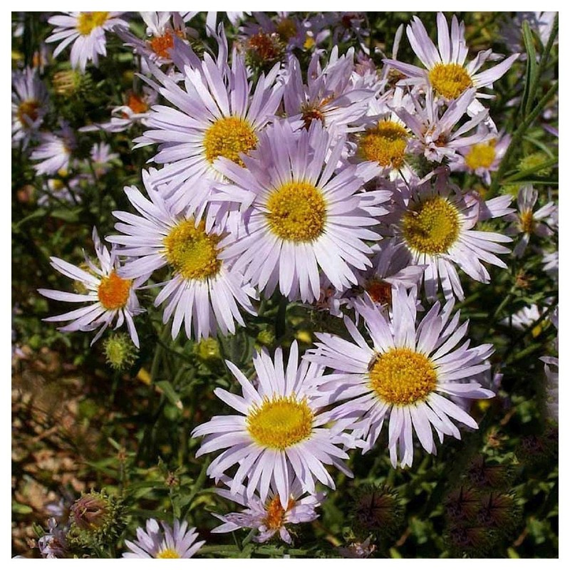 Everwilde Farms - 2000 Bigelow's Aster Native Wildflower Seeds -