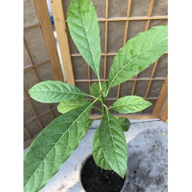 Avocado Fruit Tree Live Plant 25” Ready To Plant No Pot
