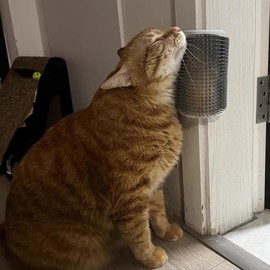 ZBJBinCH Upgrade Cat Self Groomer Cat Corner Brush and This Cat Massager with Catnip is Cats Love Cat Brushes for Indoor Cats Perfect Cat Wall Scratcher for All Hair Cats Dogs 2 Pcs