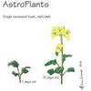 Brassica rapa Wisconsin Fast Plants, AstroPlants Seed, Pack of 200