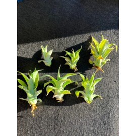 Agave Attenuata Foxtail 10 agave plant pups (bulbis)3 To 4 Inches. Babies