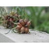 Heirloom Egyptian Walking Onions Prolific Reproducers NON GMO 20 Bulbils